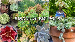 Should Succulents Grow In Small Or Big Pots