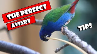 Building The Perfect AVIARY.
