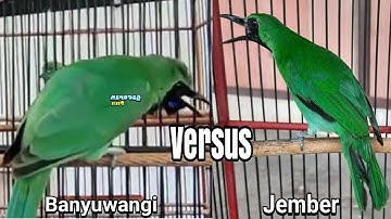 DUEL SENGIT !! CUCAK IJO BANYUWANGI vs CUCAK IJO JEMBER
