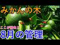 【みかん有用菌栽培】8月の管理ポイントこれ押さえておいて！