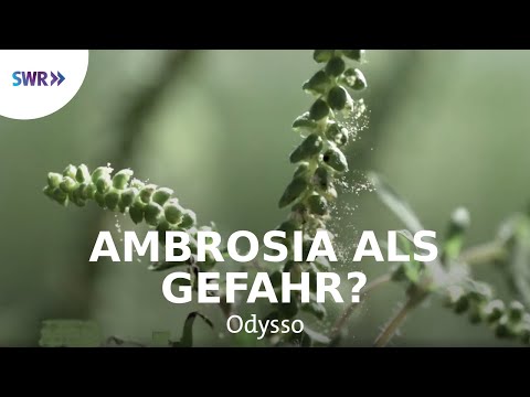 Video: Ambrosia - ist es böse oder gut?