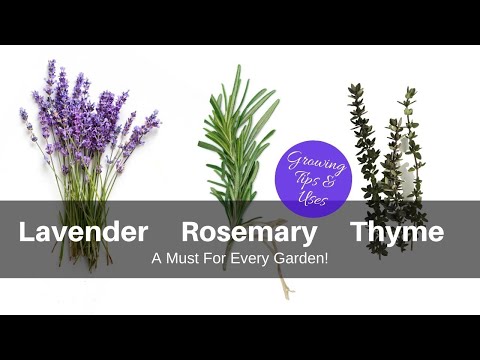 Lavender, Rosemary & Thyme | A Must for Every Garden