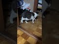 何かやってる #cat #猫のいる暮らし