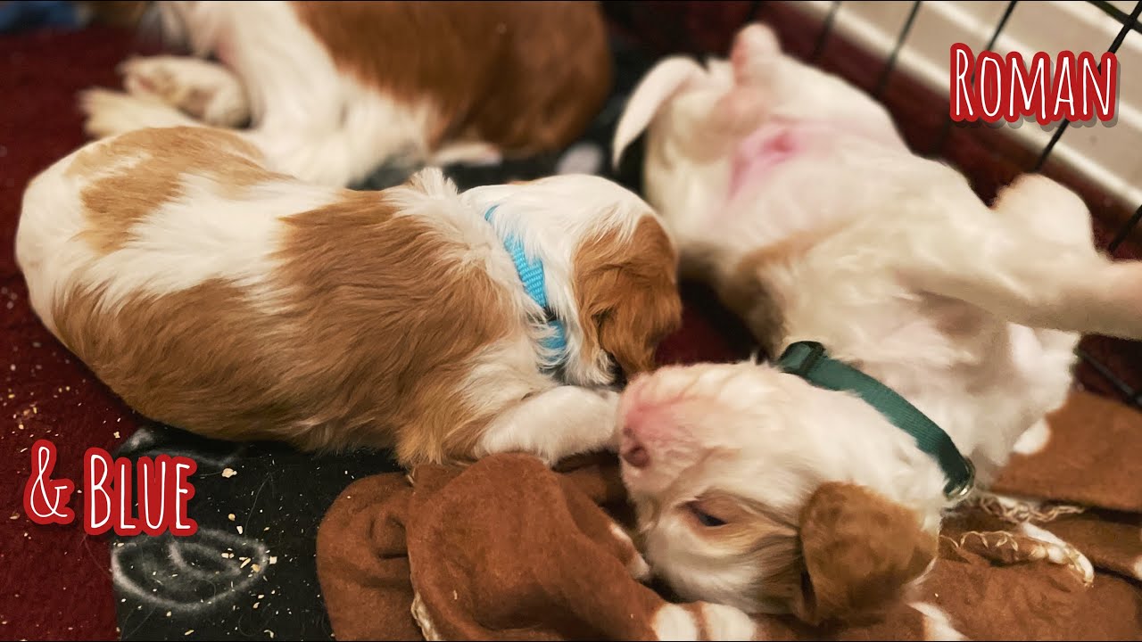 4 Weeks Old Puppies Learn to Play and Eat Puppy Mash! 12/14/22 YouTube