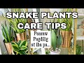 SNAKE PLANTS CARE TIPS | ROMA SO