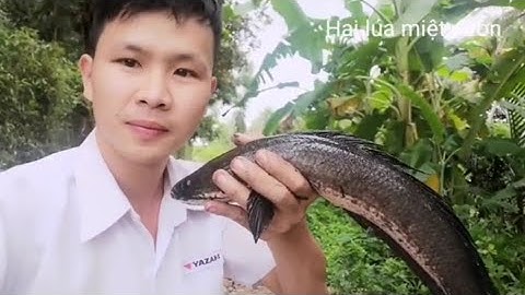 Câu cá lóc bằng vịt lên cặp Cá lạ siêu khủng, câu cá trà vinh, fishing