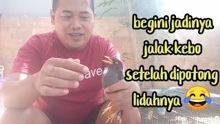 beginilah jadinya jika lidah burung jalak pernah dipotong