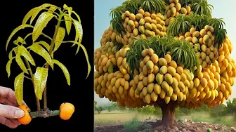 MANGO TREES WILL YIELD AMAZING SUPERFRUITS IF YOU GROW THEM IN THIS SPECIAL WAY.