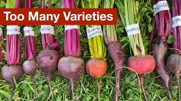 Too Many Beetroot Varieties