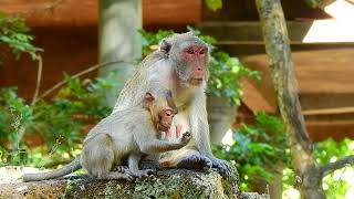 O.M.G..! JANE MONKEY ATTACKED&ATTACKS SO SERIOUSLY.