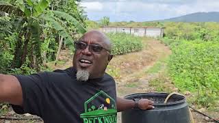 RAGASHANTI and CIARDI at PECKWOOD FARMS, ST. MARY, JAMAICA