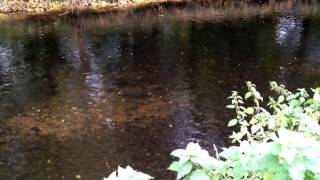 N. Ireland wildlife, Dollaghan (L. Neagh brown trout) preparing a redd for spawning, Six-Mile Water