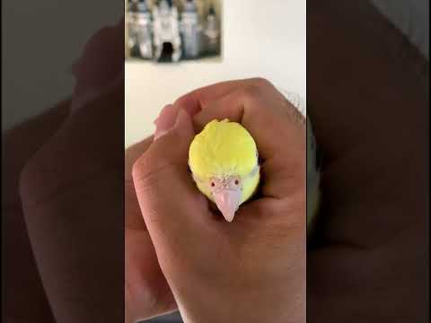 My Bird Is Able To Do This Too