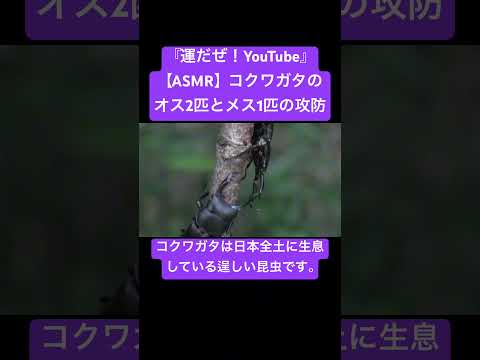 【ASMR】コクワガタのオス2匹とメス1匹の攻防 #sdgs #クワガタ #虫の音 #insects #昆虫 #bug #asmr #yt #mating #battle #duel #fight