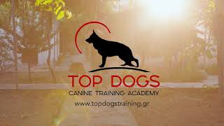Top Dogs Canine Training Academy by Top Dogs TV 615 views 2 years ago 1 minute