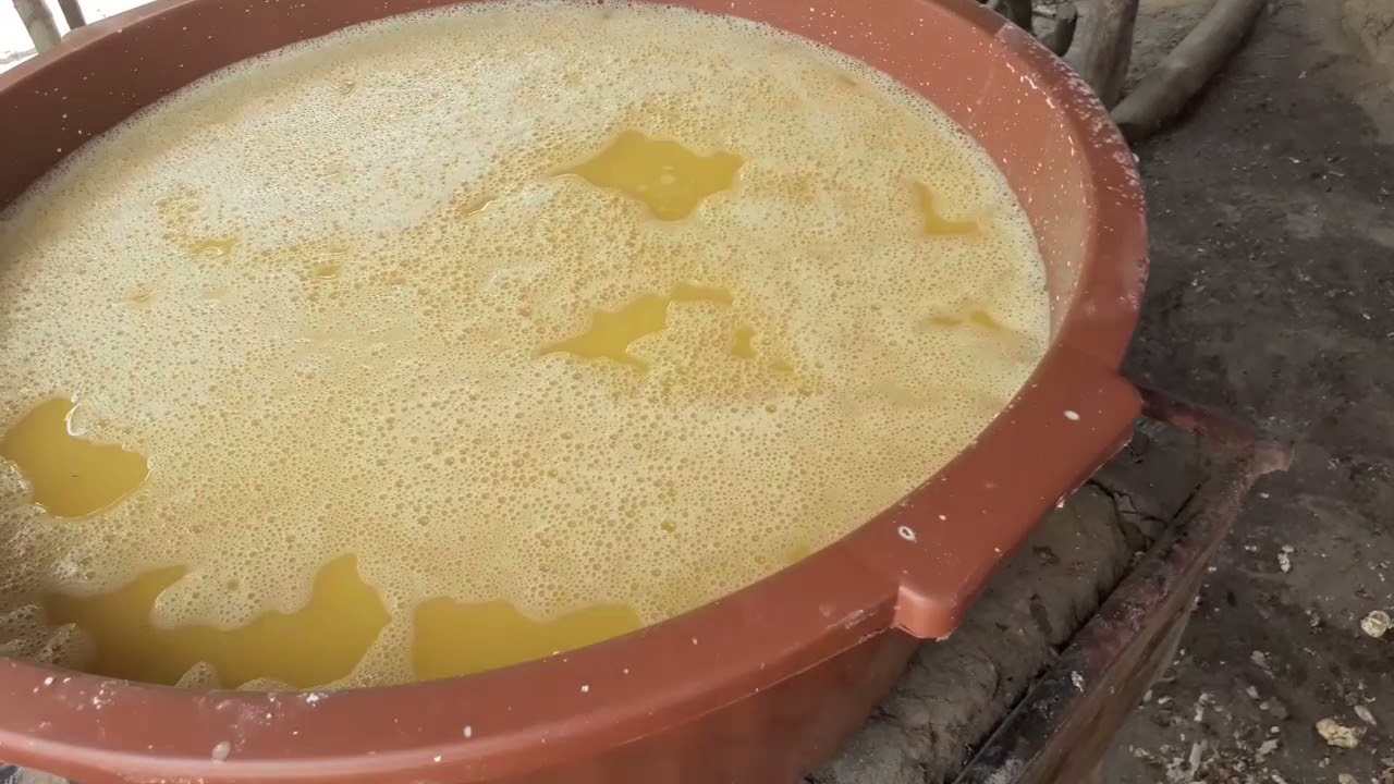 tirando a goma e o tucupi da mandioca!