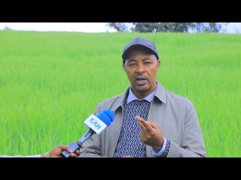 Laooshshu Soororo Guma