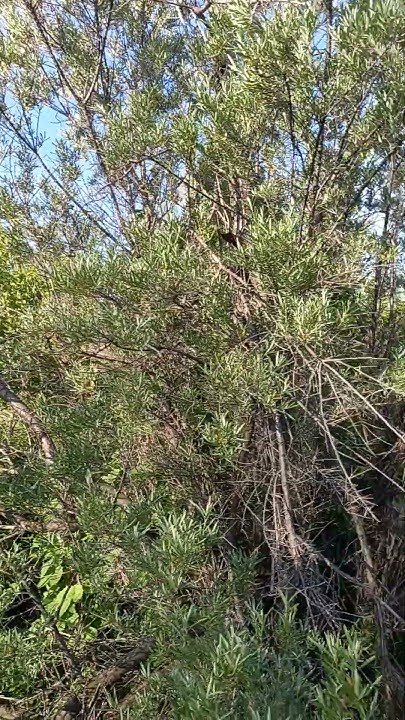Облепиховое дерево и её ветки поломаны всякими несознательными ...