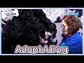 Don&#39;t touch me [Dogs are incredible : EP.208-1] | KBS WORLD TV 240227