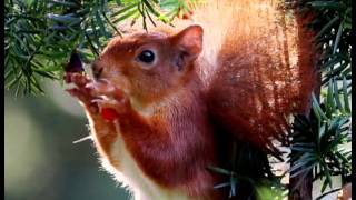 ELIDIO PINHEIRO A ARVORE E OS FRUTOS