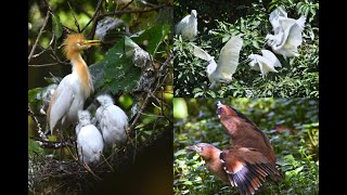 May2024 大安森林公園生態池 野鳥-4 孵卵與養育 Daan Forest Park Ecological Pool Wild Bird-4: Incubation and Nurturing