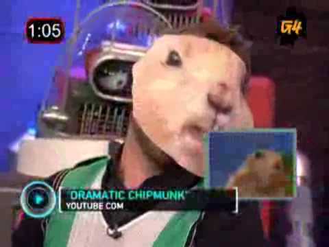 AOTS Dramatic Chipmunk