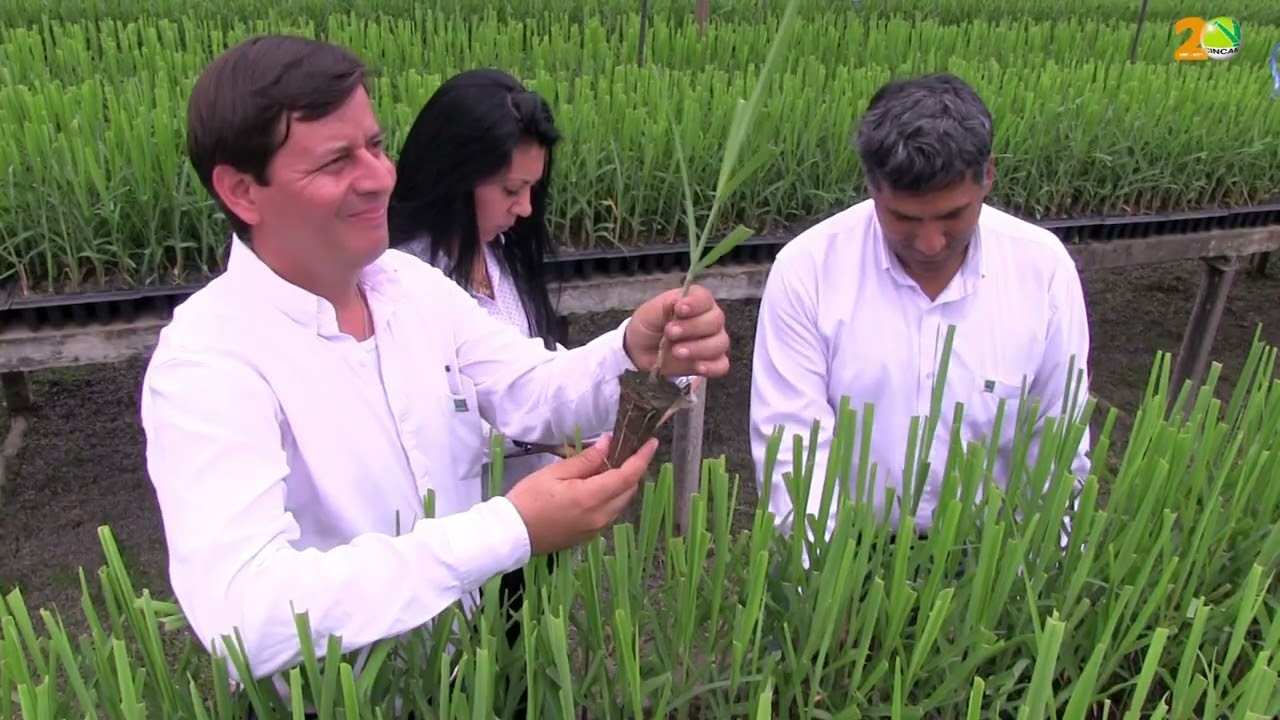 Outline Video Centro de Investigación de la Caña de Azúcar del Ecuador. CINCAE