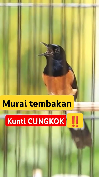 murai tembakan cungkok ‼️KUNTI CUNGKO‼️ #rawatanmuraibatu #muraibongkarisian #muraibatugacor