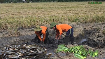 Đi Bắ.t Cá Cạn Trên Đồng Khô_Tình Cờ Mót Được Một Bao Dưa Leo Thấy Ham Luôn..| ONMT #Tập 147