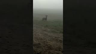 Early Morning Walk Withyham, East Sussex