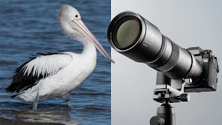 This lens surprised me! TTArtisan 500mm f6.3 BUDGET telephoto lens.