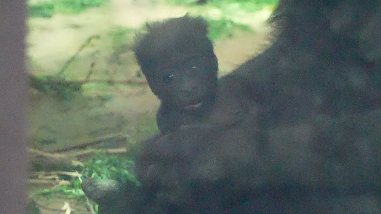 Великое похищение еды: малыш горилла хочет именно то， что у мамы! Gorillas family / ape #gorilla