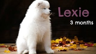 Lexie [3 months old]  Samoyed ♡