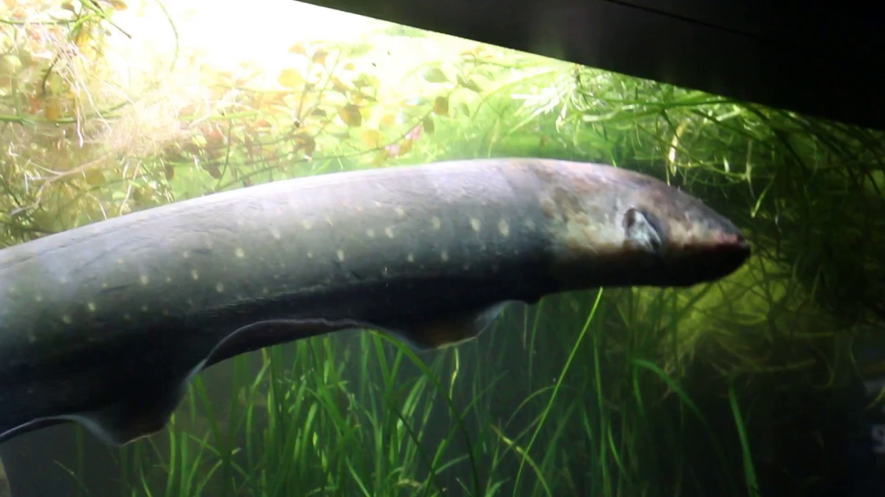 Electric Eel at New England Aquarium YouTube
