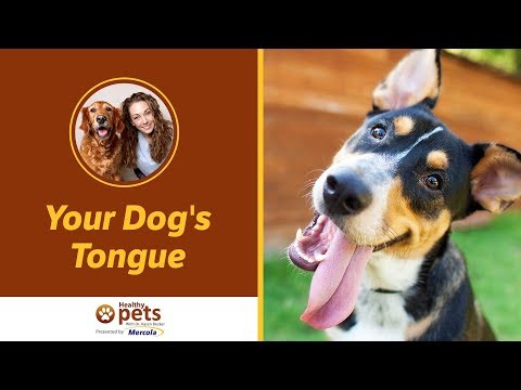 Vídeo: Tongue Talk: Anatomy Of A Dog's Tongue