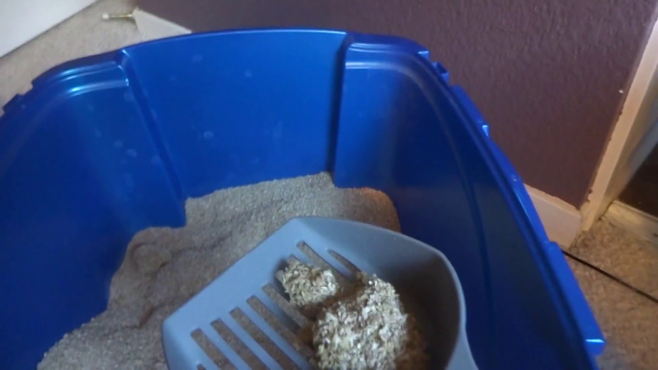 okocat review YouTube