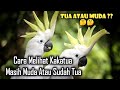 Cara Mengetahui Burung Kakaktua Masih Muda atau Sudah Tua.