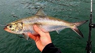 Live Baiting BIG Striped Bass at a Steam Plant