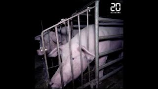 Elevage de cochons dans le Finistère: L214 dénonce le traitement des animaux dans une vidéo choc
