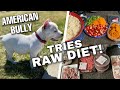 How to start an American Bully’s Raw Diet! | Pretty Bully Kennels