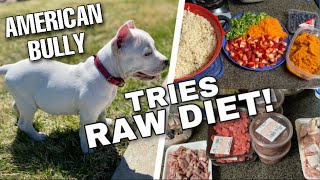 How to start an American Bully’s Raw Diet! | Pretty Bully Kennels