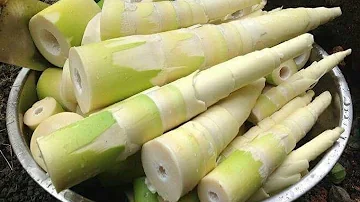 Are canned bamboo shoots good for you?