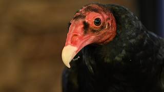 Meet Wildlife Images Animal Ambassador, Aurora The Turkey Vulture
