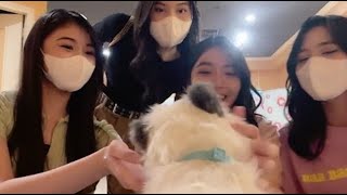 Live Showroom Shani JKT48 - 6-11-21