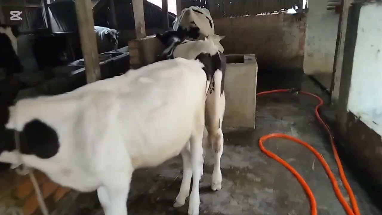 খামারের এই গোপন কথা আপনাকে কেউ বলবে না..!