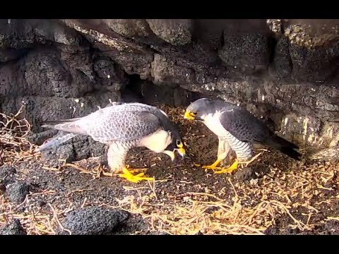 Falcon chat Falcon chat