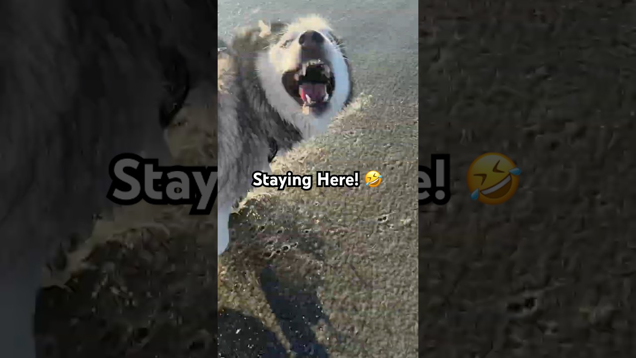 Baby Said Beach… Husky Said I Do 😂🐾