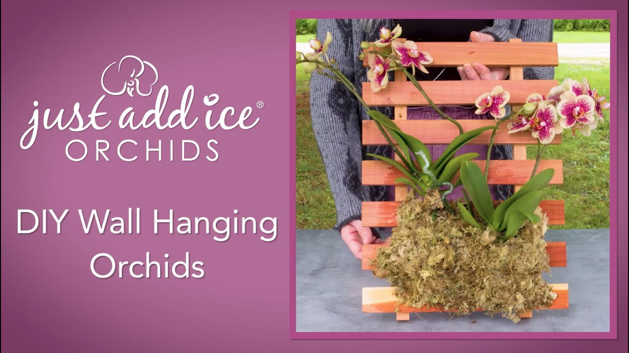 DIY Mounted Orchids - YouTube