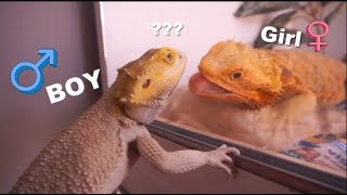 How To Know If Your Bearded Dragon Is A Male Or Female !!!