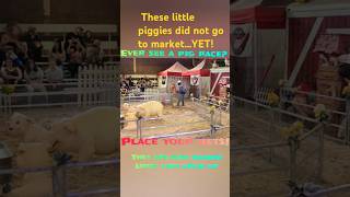 Four piglets race!